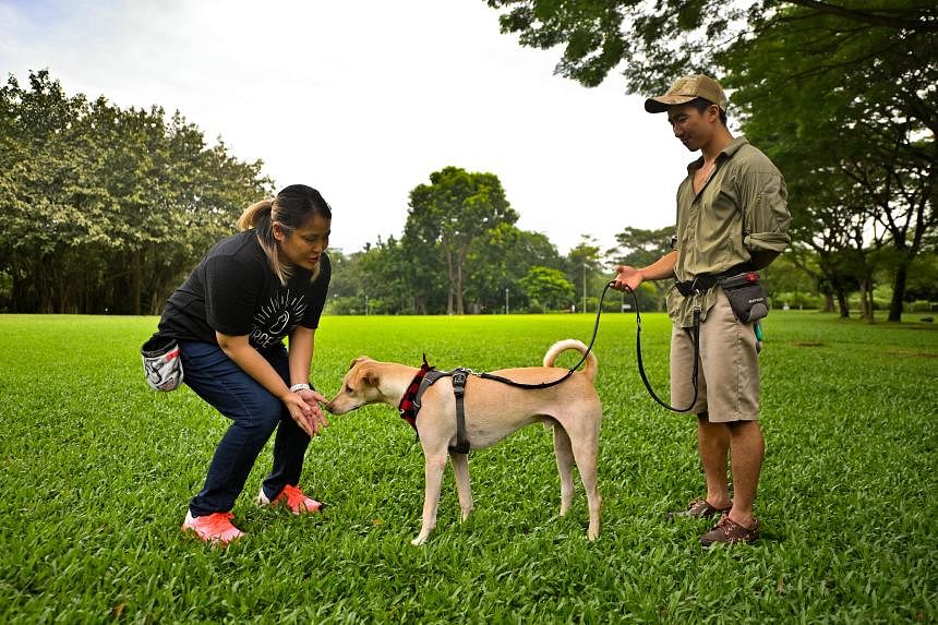 dog walking and training