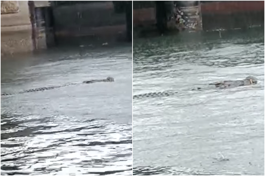 Warning signs put up at West Coast Park after crocodile sighted off its waters The Straits Times
