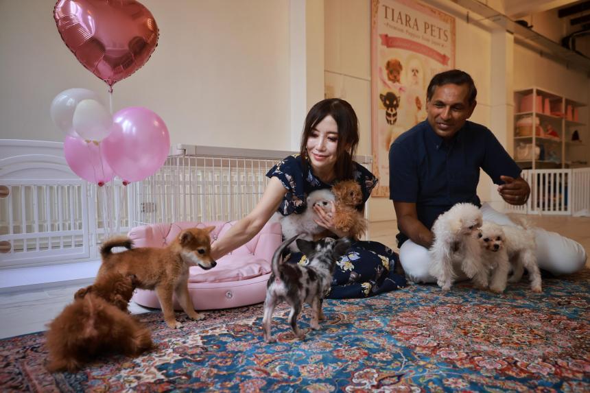 Singapore pet shop sells ‘tea cup’ dogs from Japan The Straits Times
