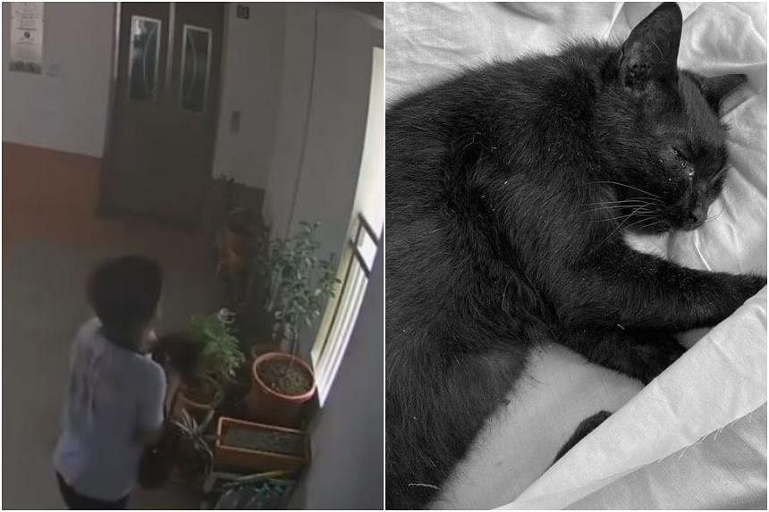 AVS probe under way after video shows boy throwing cat off 22nd storey of  HDB block | The Straits Times
