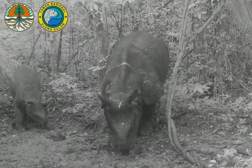 Two Calves Of Endangered Javan Rhinos Spotted In Indonesia 