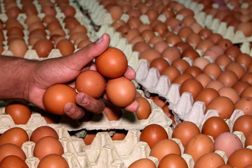 Egg shortage in of outlets in Selangor after inspection of