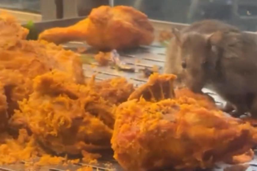 KL restaurant shut for 14 days after video of rat nibbling on fried chicken goes viral The