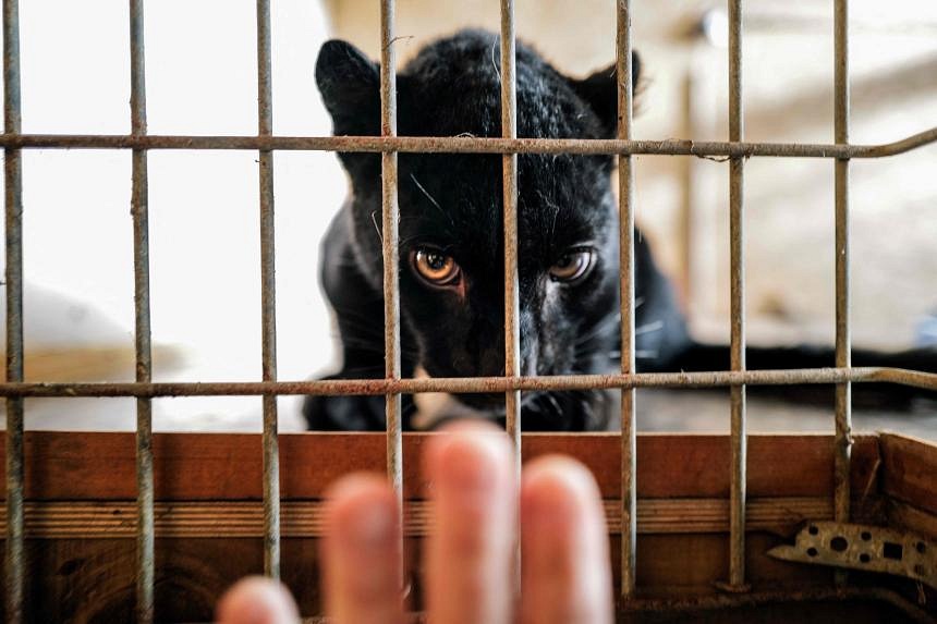 The Great Escape: Black panther cub, named Kiara, saved from war-torn Ukraine, gets a new home