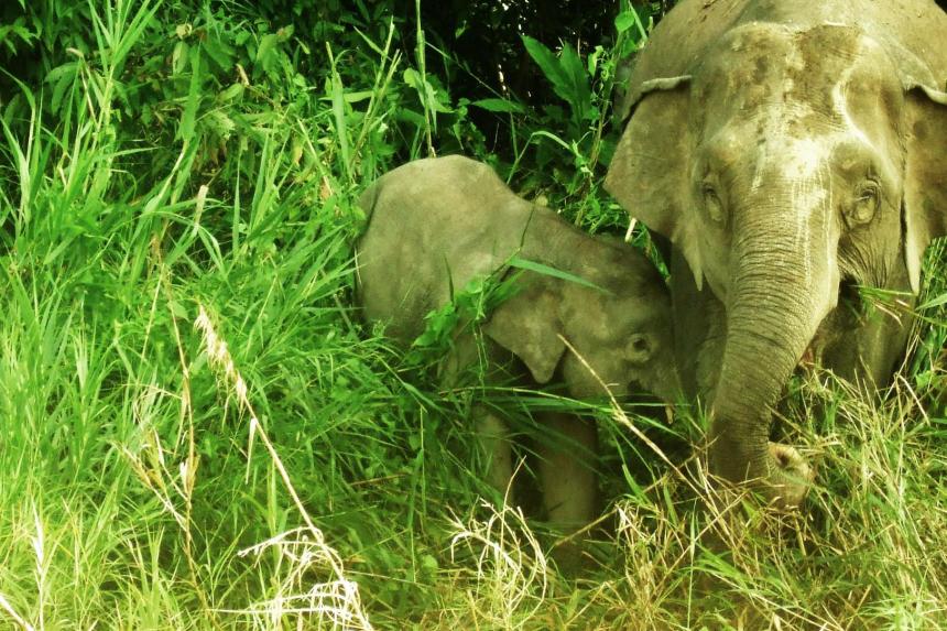 Pygmy elephant gores handler to death in Malaysia The Straits Times