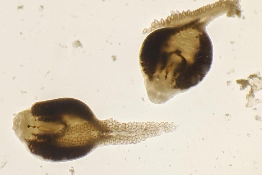 You may miss these parasites when they’re gone The Straits Times