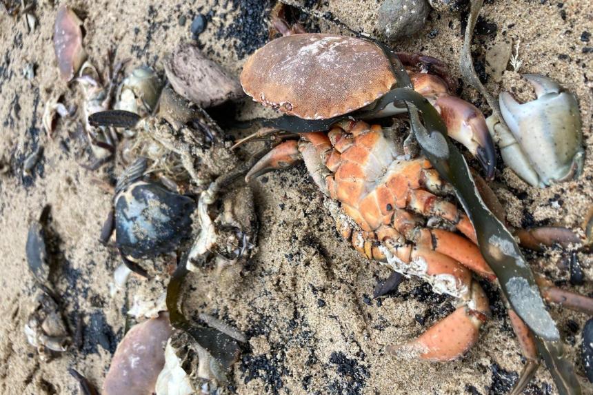 Mass crab deaths leave British experts baffled The Straits Times