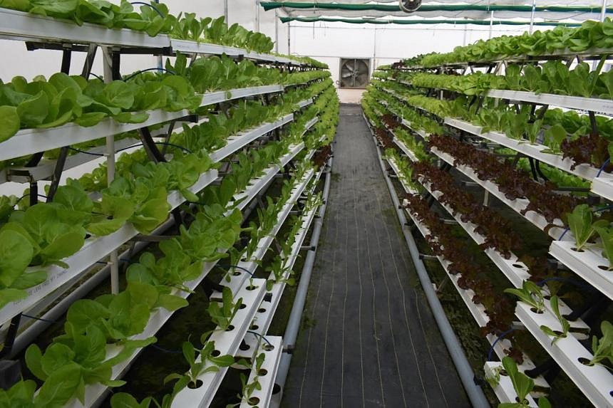 Farmers pick up hydroponic farming in India | The Straits Times