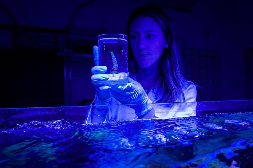On a mission to protect coral reefs globally, Rolex Awards Laureate Emma Camp conducts analysis on samples inside a special chamber. PHOTO: ROLEX/FRANCK GAZZOLA