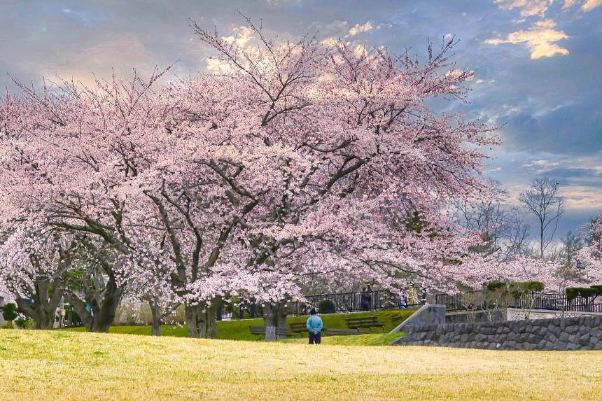 Tokyo, Japan. 24th Mar, 2022. The traditional Japanese Cherry blossom  season in Tokyo is set to start on March 28, 2022. Some Sakura trees  started to bloom already, like here in Naka
