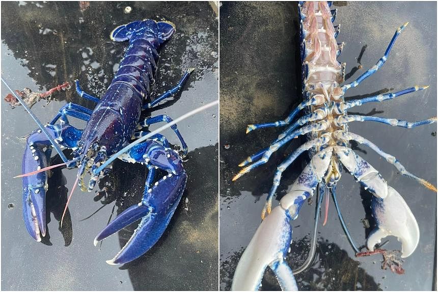 A 1-in-2 million chance catch: Irish fisherman nets rare blue lobster | The  Straits Times