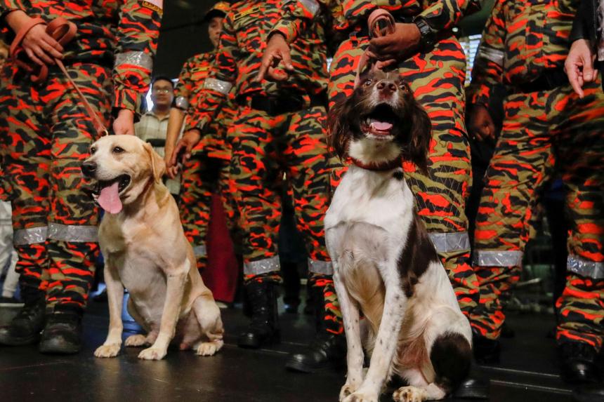 Rescue dogs from Singapore, Malaysia and Thailand helping to sniff out