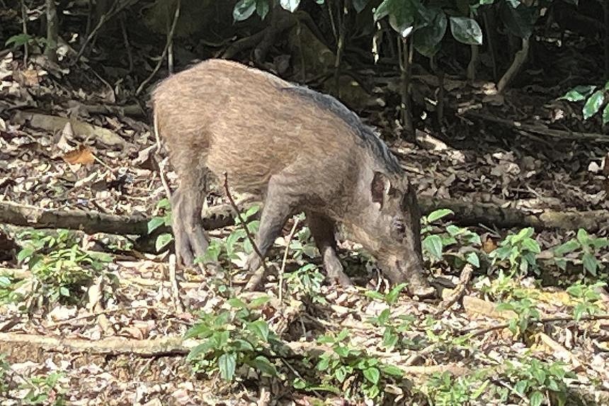 Wild boar carcass found in north-west Singapore tests positive for