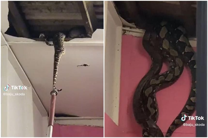 Mating Pythons Pulled Out Of Ceiling