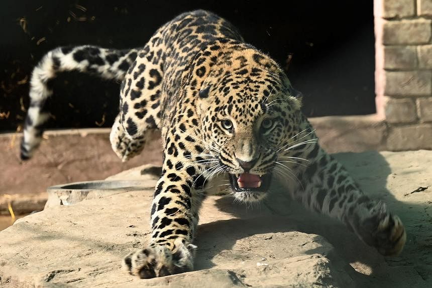 Escaped pet leopard runs amok in Pakistan's capital | The Straits Times