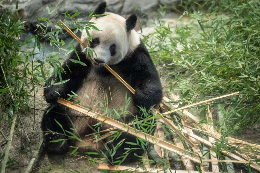 Japan bids farewell to four pandas returning to China | The Straits Times