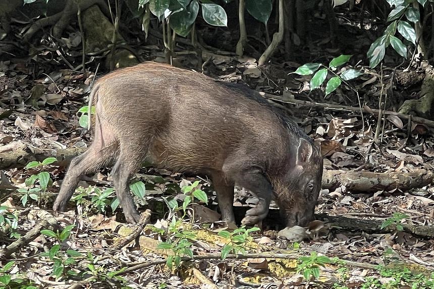 African swine fever likely to decimate Singapore's wild boar