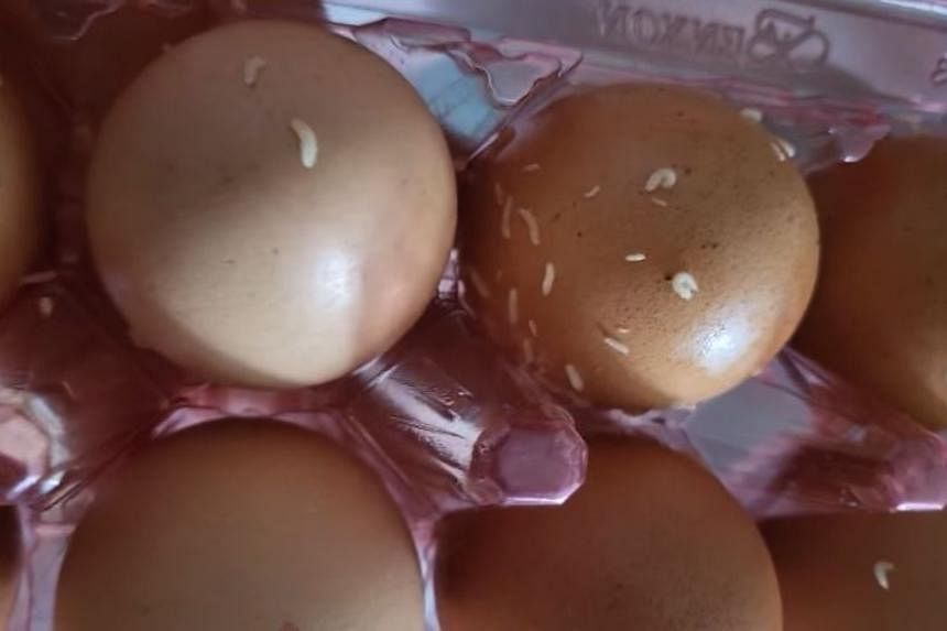 Woman finds maggots in carton of eggs bought from Yishun minimart