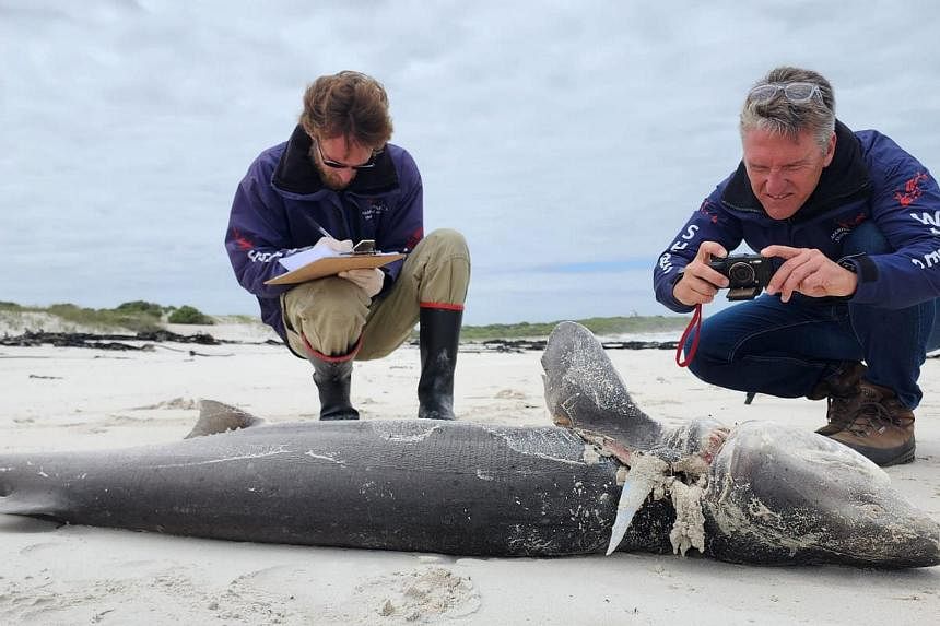 What's killing South Africa's seals?