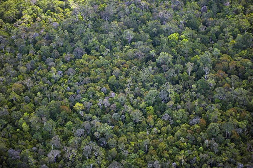 Green Pulse Podcast: Forest carbon offsets – the view from a project ...