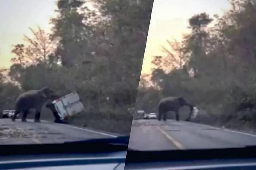 Wild elephant in Thailand flips passing truck with trunk | The Straits ...