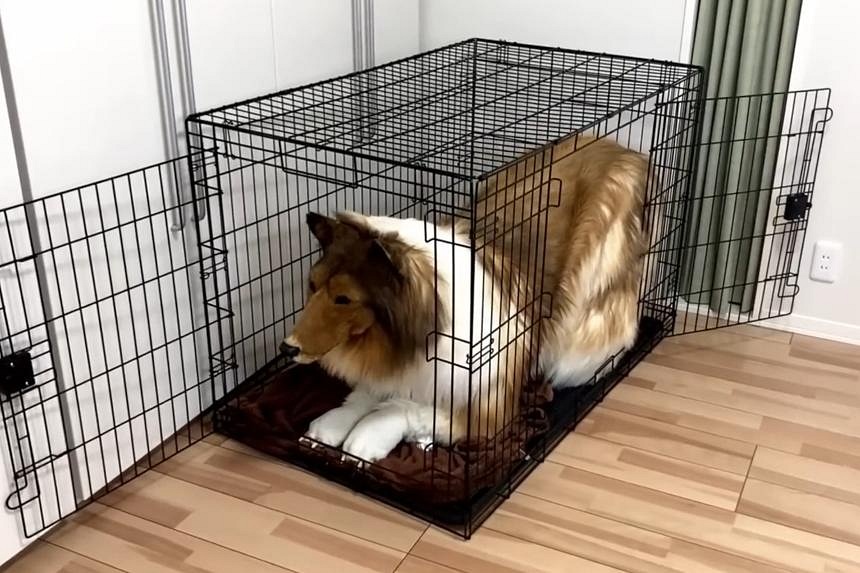 Japanese Man Who Spent Nearly 20 000 On Dog Costume Gets Cage To   Acdog090323 1 