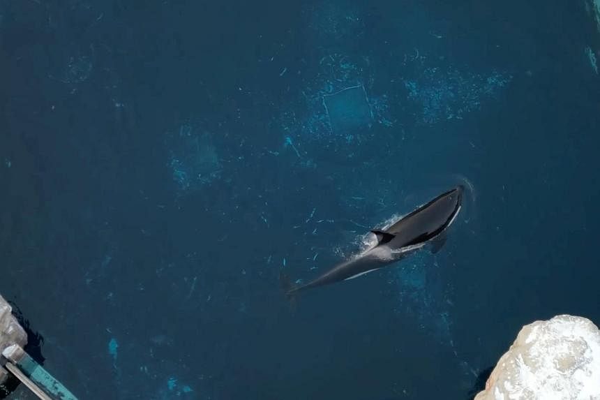 Kiska, Canada's last captive killer whale, dies