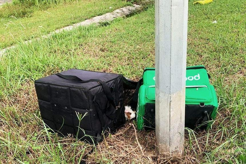 17 guinea pigs found abandoned in thermal food bags on roadside