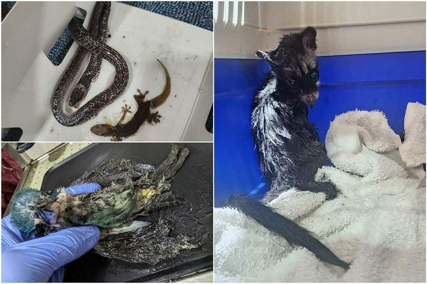 Authentic Merchandise Glue Traps Catches Lizard In Painful