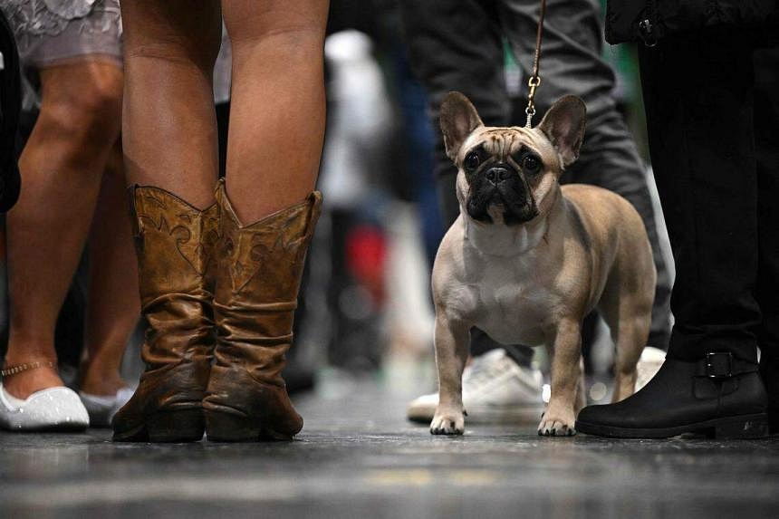 French sales bulldog sandals