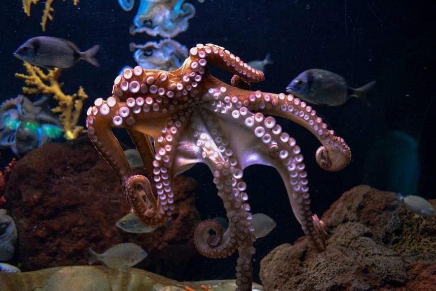 Scientists slam ‘cruel’ proposal for world’s first octopus farm | The ...