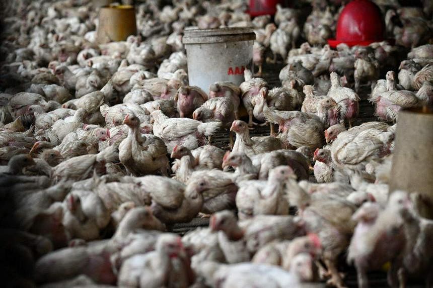 Menteri biaya hidup mengatakan pasokan ayam Malaysia akan cukup sampai Hari Raya