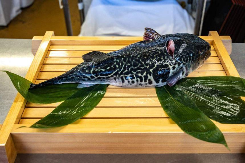 For some Malaysians, the forbidden fugu is a delicacy while some remain ...