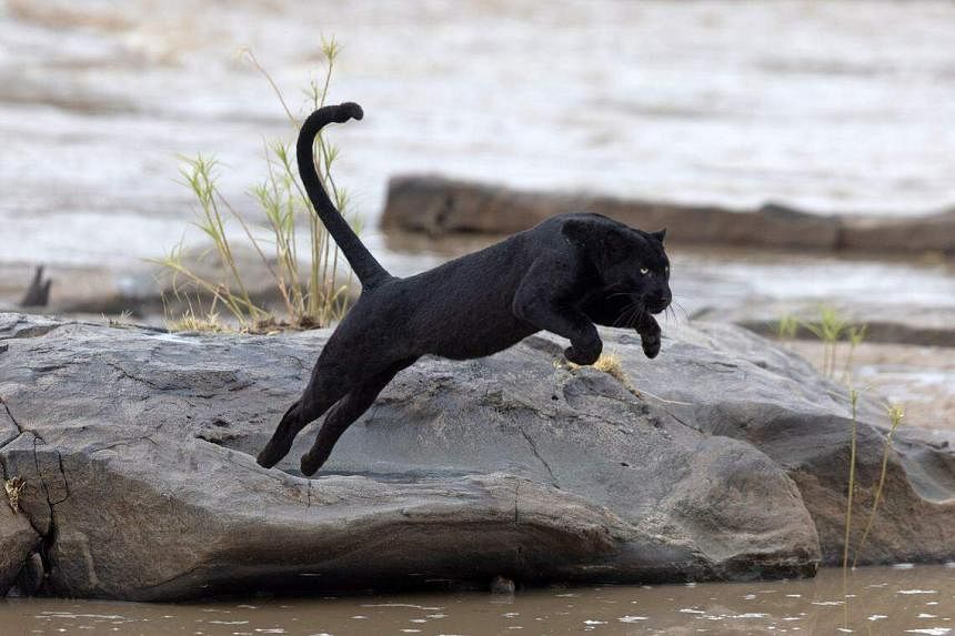 black panthers hunting