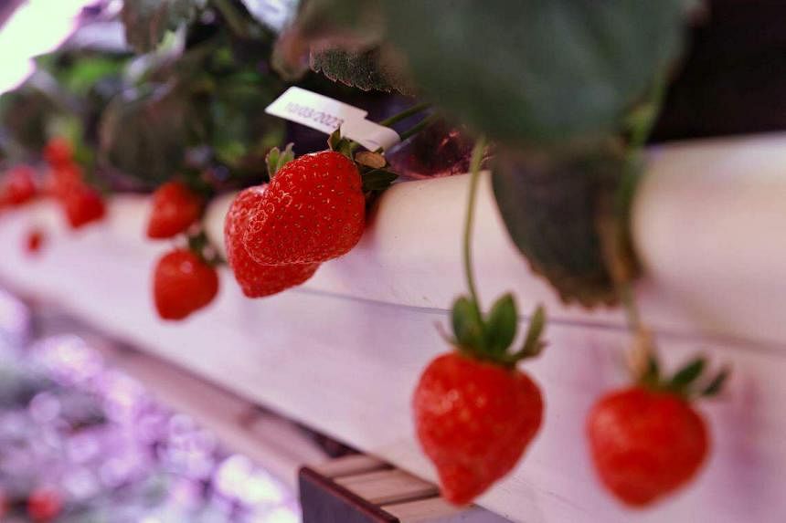 新加坡公司将在马来西亚和泰国的农场种植草莓| 海峡时报