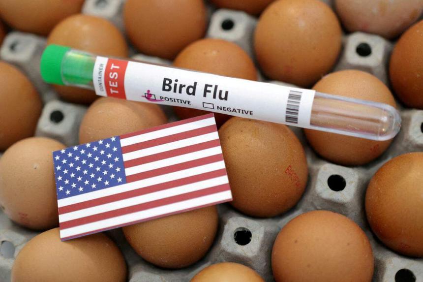 US begins testing bird flu vaccines for poultry after record outbreak ...