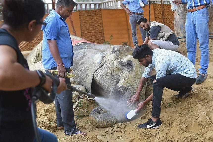 Ailing African elephant in Pakistan zoo may be euthanised after