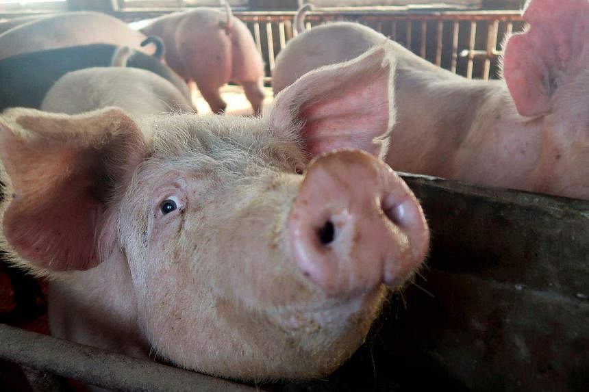 Singapura menghentikan impor babi hidup dari pulau Indonesia setelah demam babi Afrika terdeteksi dalam ekspor