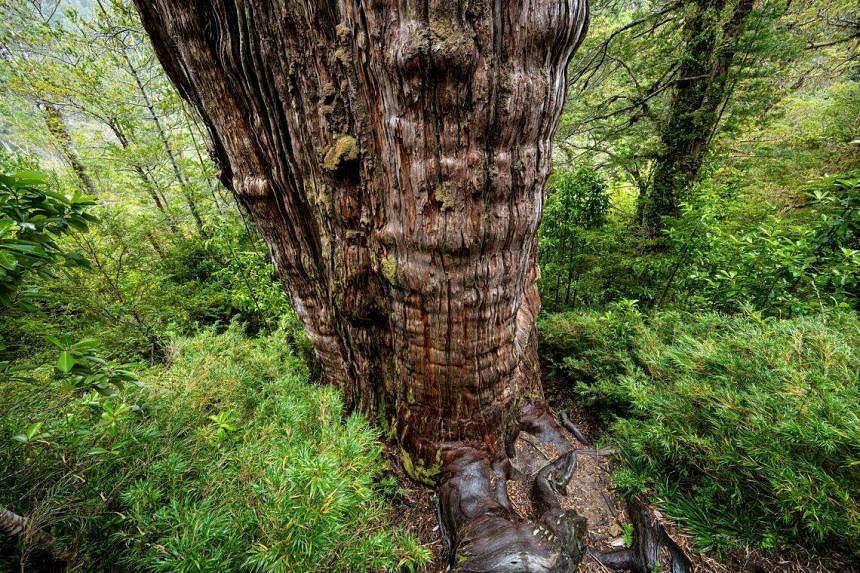 El árbol más antiguo del mundo en Chile logra revelar los secretos del planeta