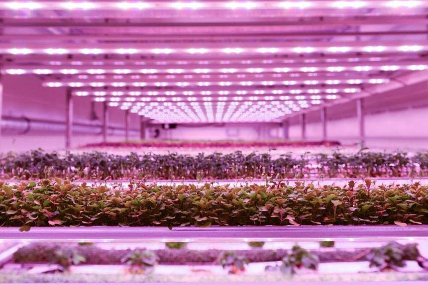 Dutch firm’s vertical mega farm to produce up to 500 tonnes of leafy ...