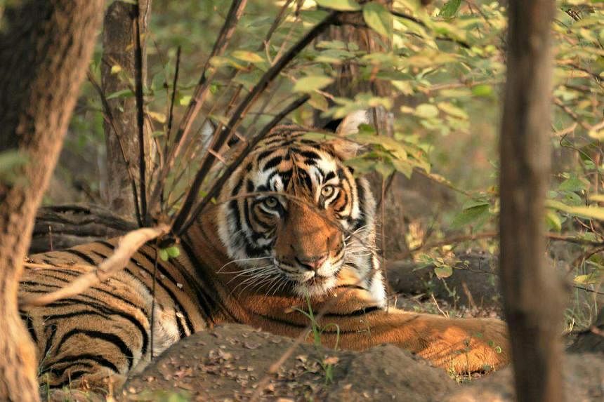 India has saved the tiger from extinction