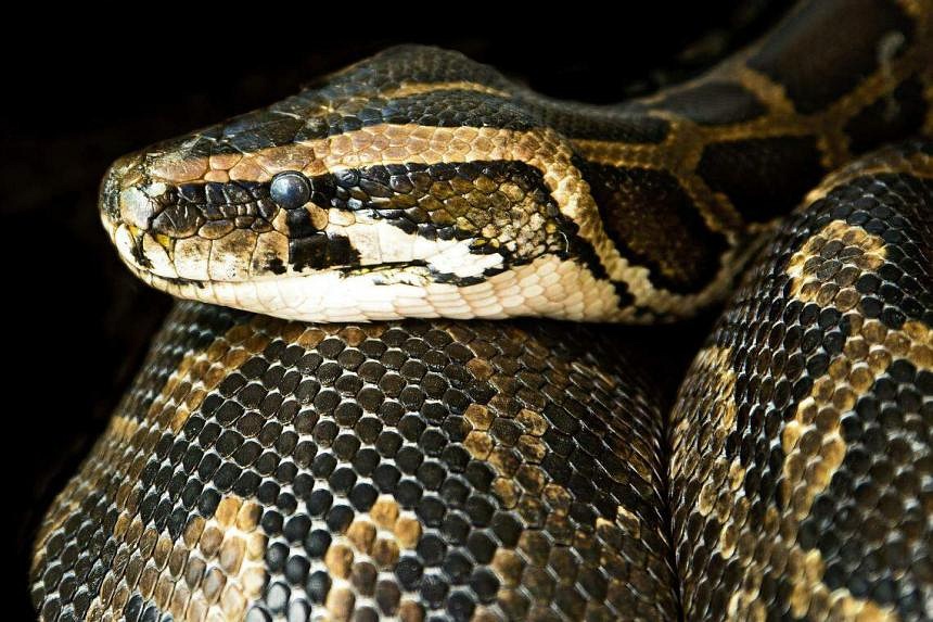 22 snakes seized from woman arriving at Chennai airport from KL | The ...