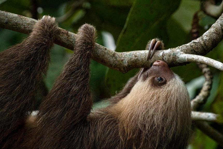 Costa Rican sloth antibiotics offer hope for human medicine | The