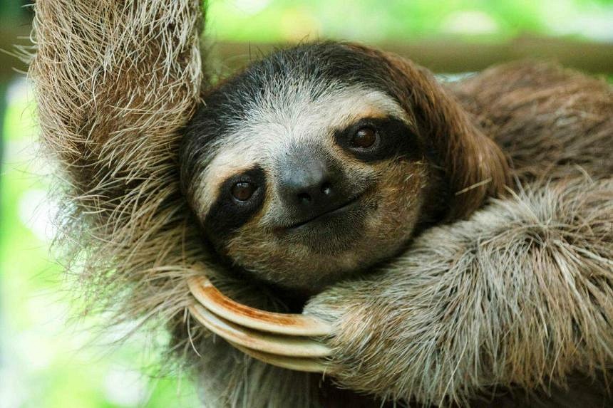 Costa Rican sloth antibiotics offer hope for human medicine | The