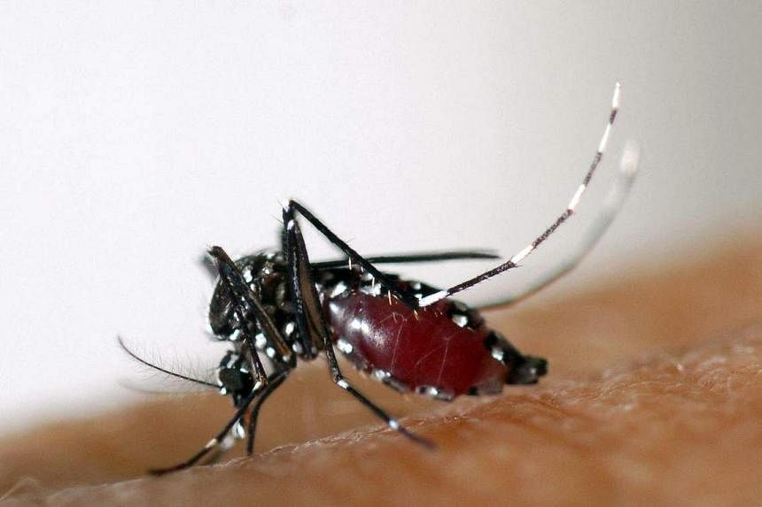 Are you a mosquito magnet? A new repellent from Israel may be what you need thumbnail