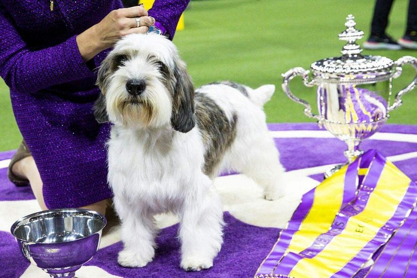 Dog named Buddy Holly is first of its breed to win Westminster show