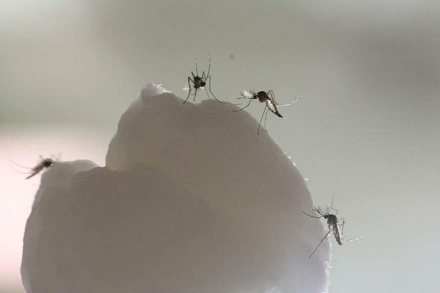 Three Zika virus cases detected in Cobán.Doctors urged patients to be tested for Zika