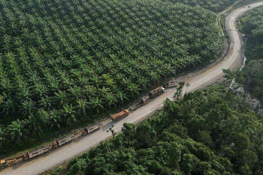 Indonesia mendesak importir untuk mendukung minyak sawit berkelanjutan, bukan memboikot