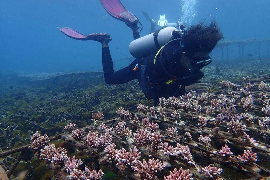 随着厄尔尼诺现象的临近，马来西亚的珊瑚礁受到威胁