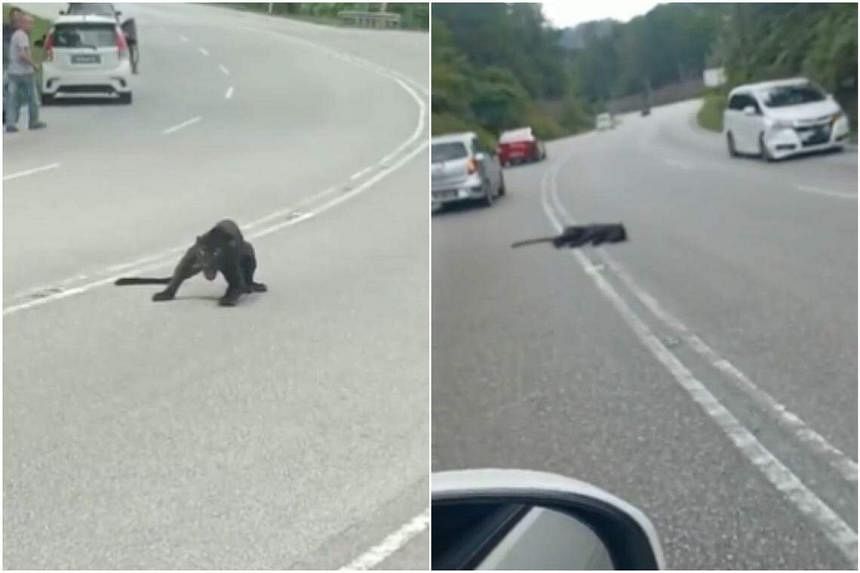黑豹在马来西亚发生车祸后死亡